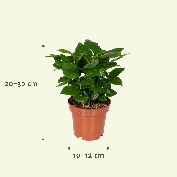 Verrassingsbox - Ø12cm - ↕25cm - x5