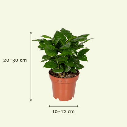 Verrassingsbox - Ø12cm - ↕25cm - x5