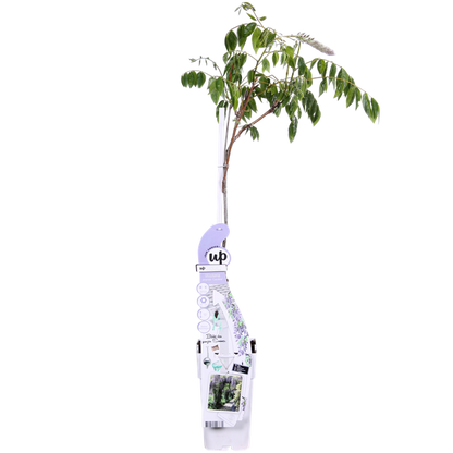 Wisteria sinensis Caroline - Paarse Regen - Ø15cm - ↕65cm