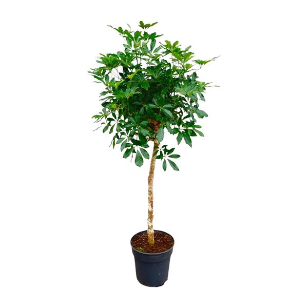 Schefflera on trunk - 180cm - ø35