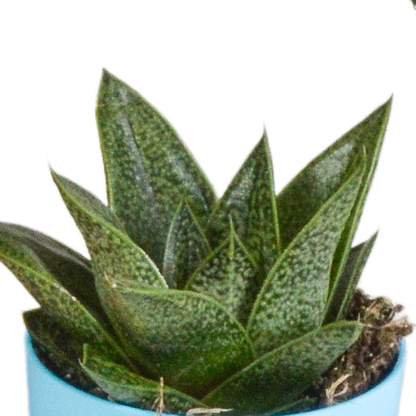 Gasteria/Haworthia mix 5,5cm - 5x - in gekleurde plasticpot