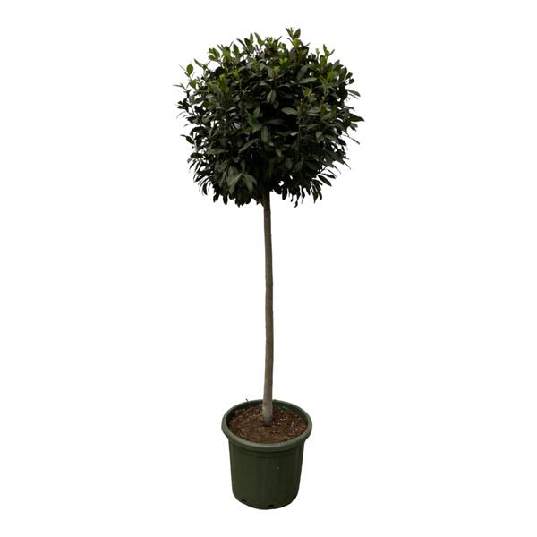 Lauraceae - Laurus Nobulis stam