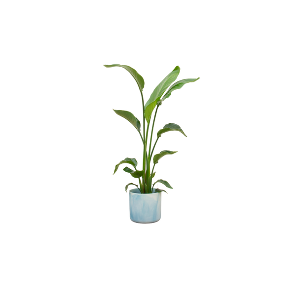 Kombi-Angebot - Strelitzia Nicolai inklusive elho Ocean Round atlantic blue Ø22 - 130 cm