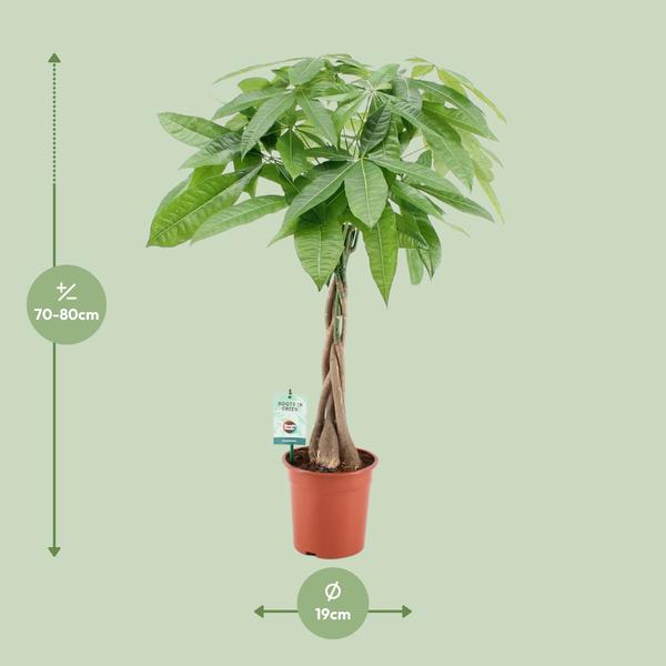 Pachira Aqautica – Ø19cm – ↕80cm