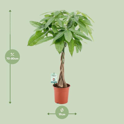 Pachira Aqautica – Ø19cm – ↕80cm