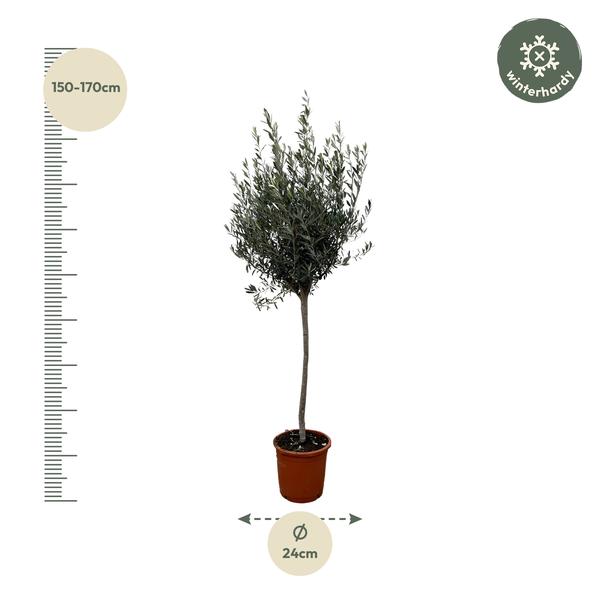 Olea Europaea am Stiel – 160 cm – Ø24