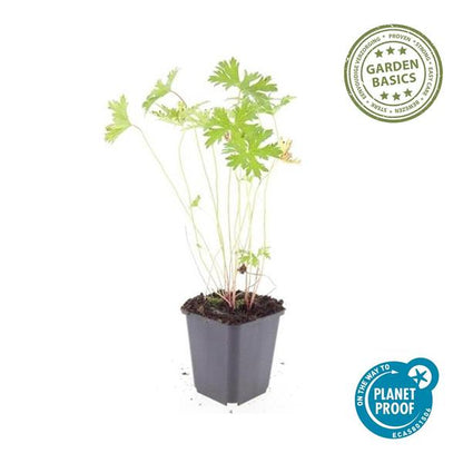 Geranium &