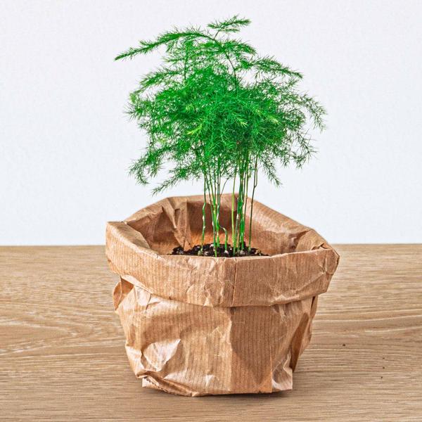 Planten terrarium pakket - Lancifolia - Bonsai - Asparagus - 5 planten - Navulling &amp; Startpakket- DIY