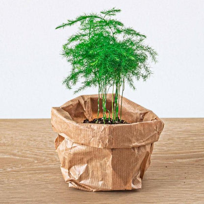 Planten terrarium pakket - Lancifolia - Bonsai - Asparagus - 5 planten - Navulling &amp; Startpakket- DIY