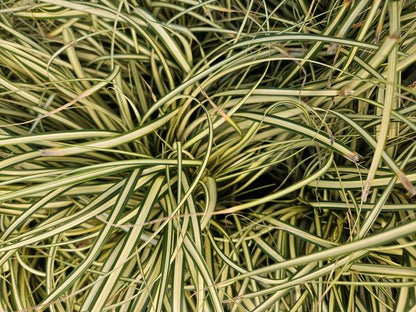 Carex oshim. &