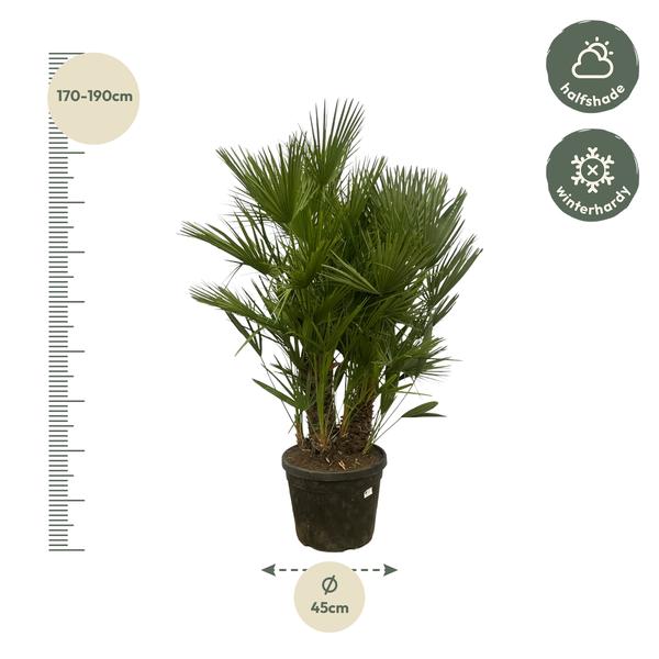 Chamaerops Humilis mit mehreren Stämmen – 180 cm – Ø45 cm