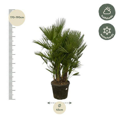 Chamaerops Humilis mit mehreren Stämmen – 180 cm – Ø45 cm
