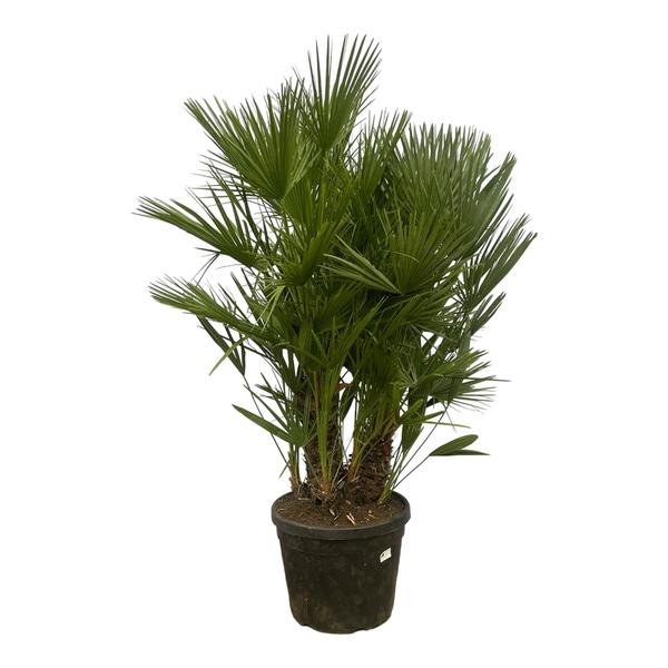Chamaerops Humilis mit mehreren Stämmen – 180 cm – Ø45 cm
