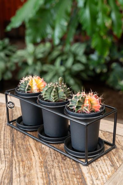 Cactus Trio In Design Frame