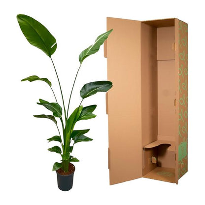 Strelitzia Nicolai - 180 cm - ⌀24