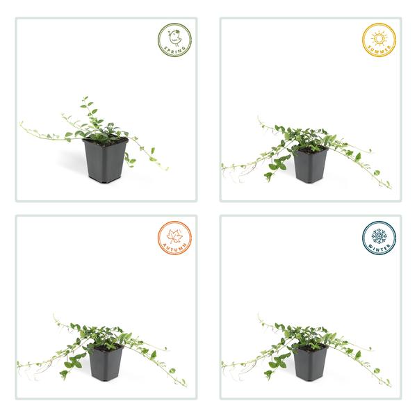 Vinca minor &