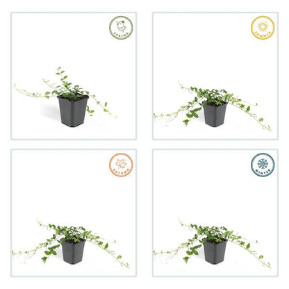 Vinca minor &
