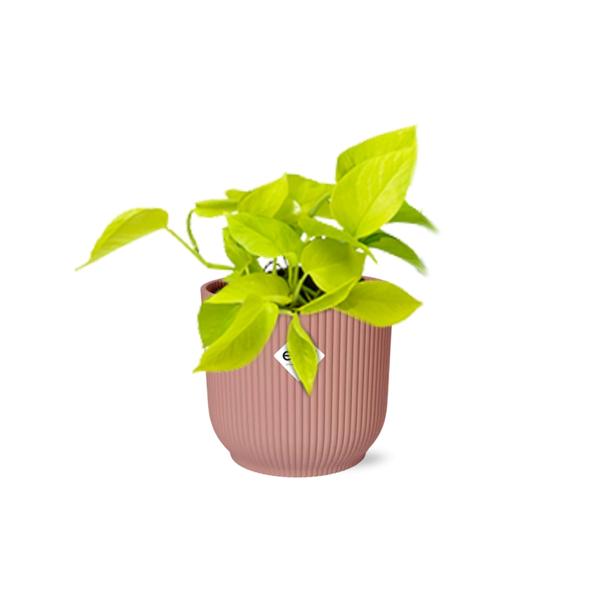 Epipremnum Pinnatum &