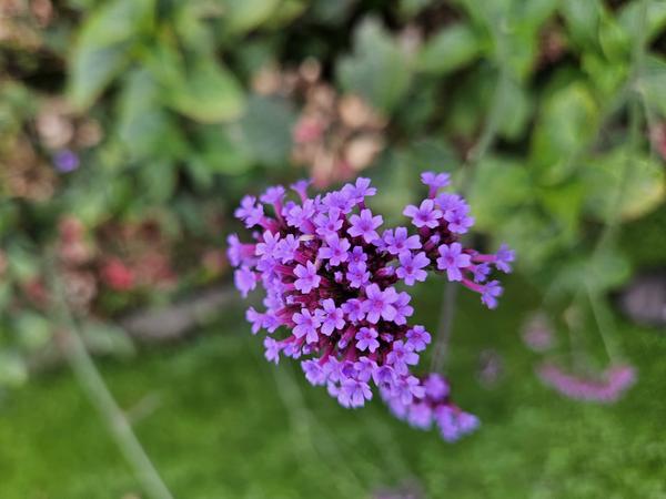 Verbena bonariensis (Lollipop)