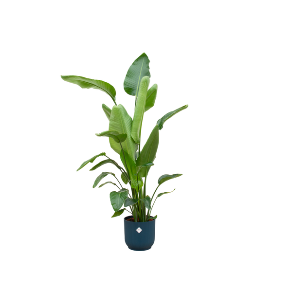 Strelitzia Nicolai inklusive elho Vibes Fold Round blau - 160cm - Ø30