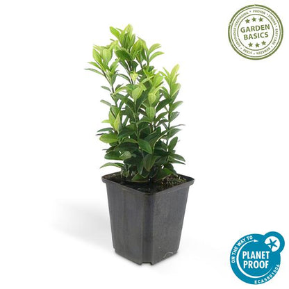 Euonymus jap. Green Spire - ↕10-25cm - Ø9cm - 12x