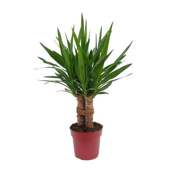 Yucca &quot;Tres Cañas&quot; 30 Stam P19 - Ø19cm - ↕70cm