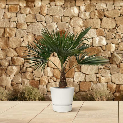 Trachycarpus – 100 cm – Ø21