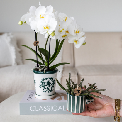 Kolibri Orchids | Set van witte orchidee Amabilis in Malaga pot en succulent in Painted Stripe pot groen - potmaat Ø9cm &amp; Ø6cm | bloeiende kamerplant - vers van de kweker