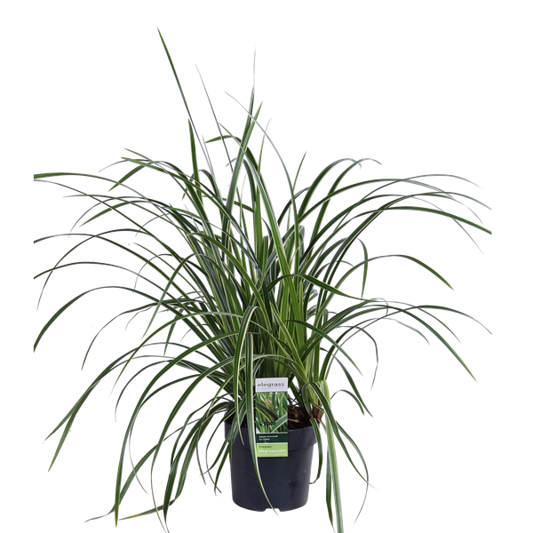 Carex morrowii &