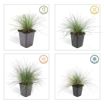 Festuca glauca &