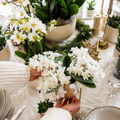 Witte Orchidee Nazaré met Pearl sierpot