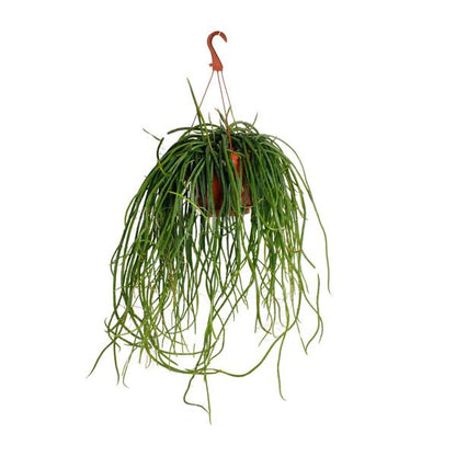 Selenisereus Wercklei - Ø21cm - ↕50cm