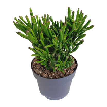 Crassula gollum 17cm