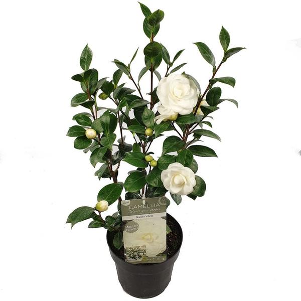 Camellia jap. &