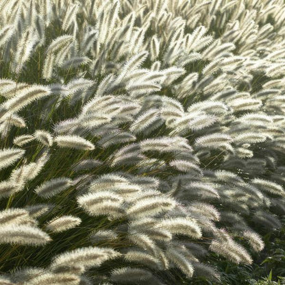Pennisetum alopecuroides &