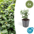 Euonymus fortunei radicans - ↕10-25cm - Ø9cm - 6x