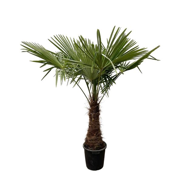 Trachycarpus – 220 cm – Ø45