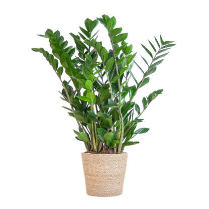 Zamioculcas Zamiifolia met Sofia mand naturel  - 80cm - Ø21