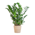 Zamioculcas Zamiifolia met Sofia mand naturel  - 80cm - Ø21