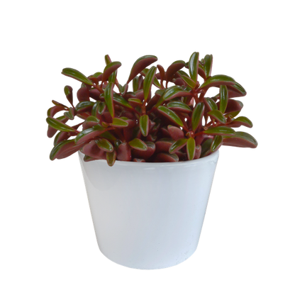 Peperomia graveolens - in witte pot