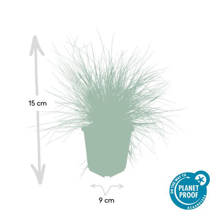 Festuca glauca &