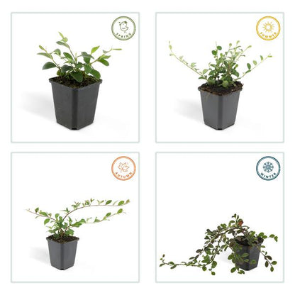 Cotoneaster dammeri - ↕10-25cm - Ø9cm - 6x
