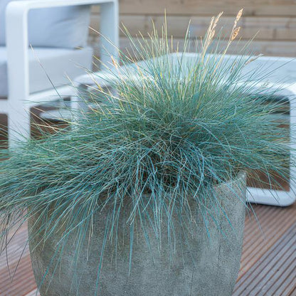 Festuca glauca &