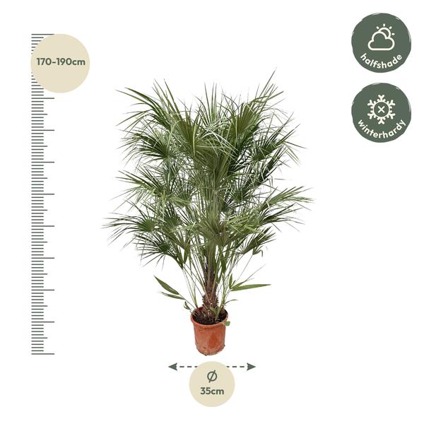 Chamaerops Humilis-Strauch – 170 cm – Ø30