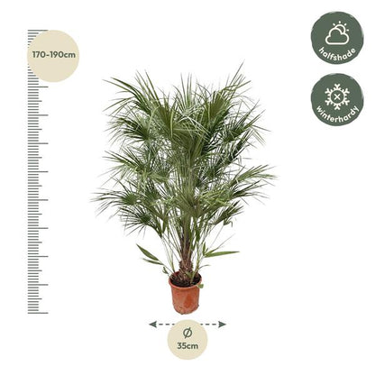 Chamaerops Humilis-Strauch – 170 cm – Ø30