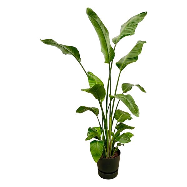 Strelitzia Nicolai inklusive elho Greenville Round schwarz – 180 cm – Ø30