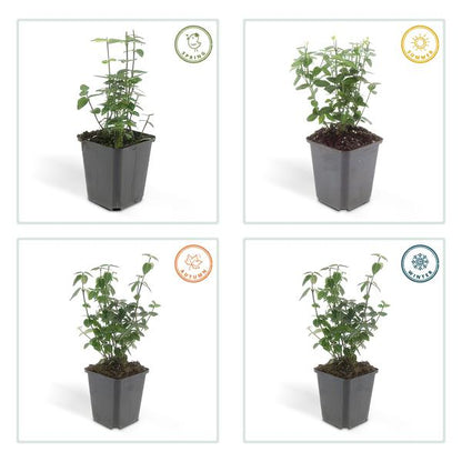Euonymus fortunei radicans - ↕10-25cm - Ø9cm - 6x