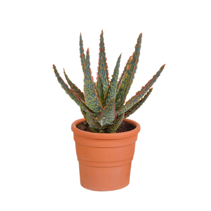 Aloë zebrina Dannyz 10,5cm - in terracotta pot