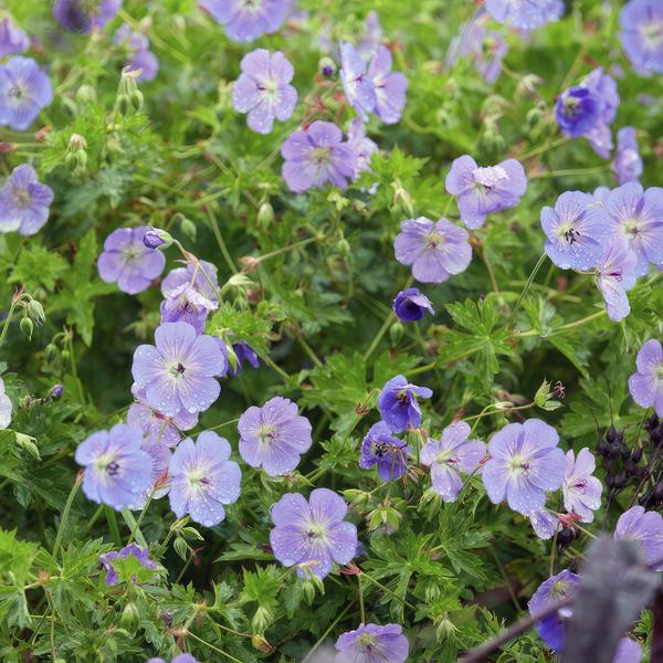 Geranium Rozanne - ↕10-25cm - Ø9cm - 6x