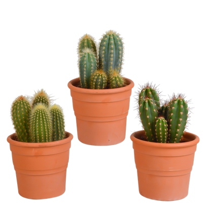 Cereus mix 10,5cm - 3x - in terracotta pot